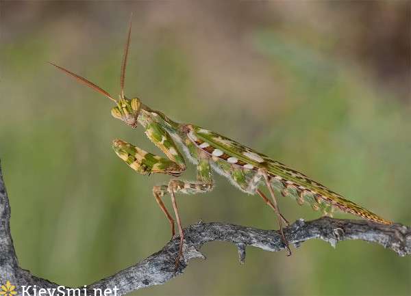Богомолы увидели мир в самых тонких 3D-очках Богомолы увидели мир в самых тонких 3D-очках